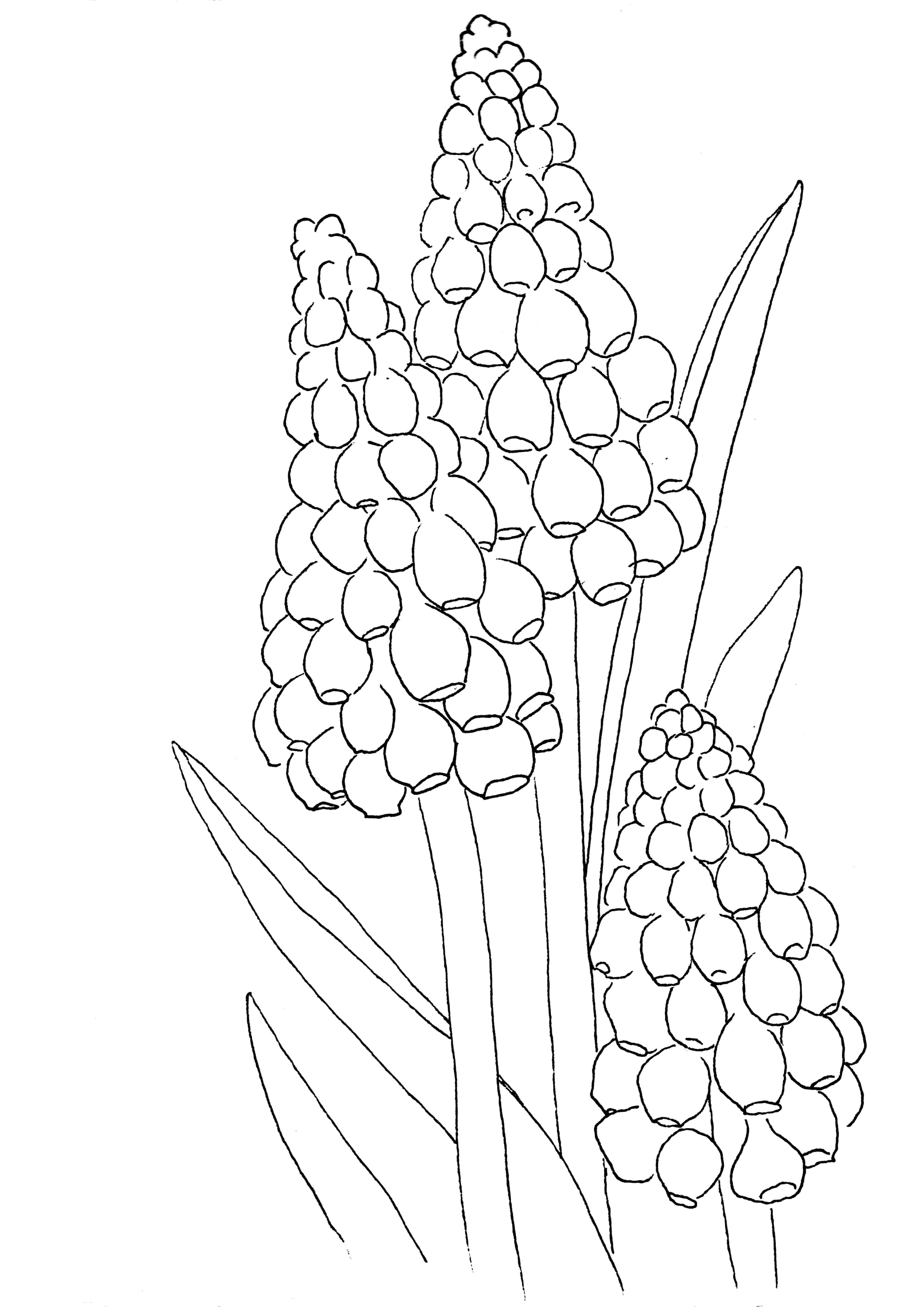 Winterblumen #01 Malvorlage