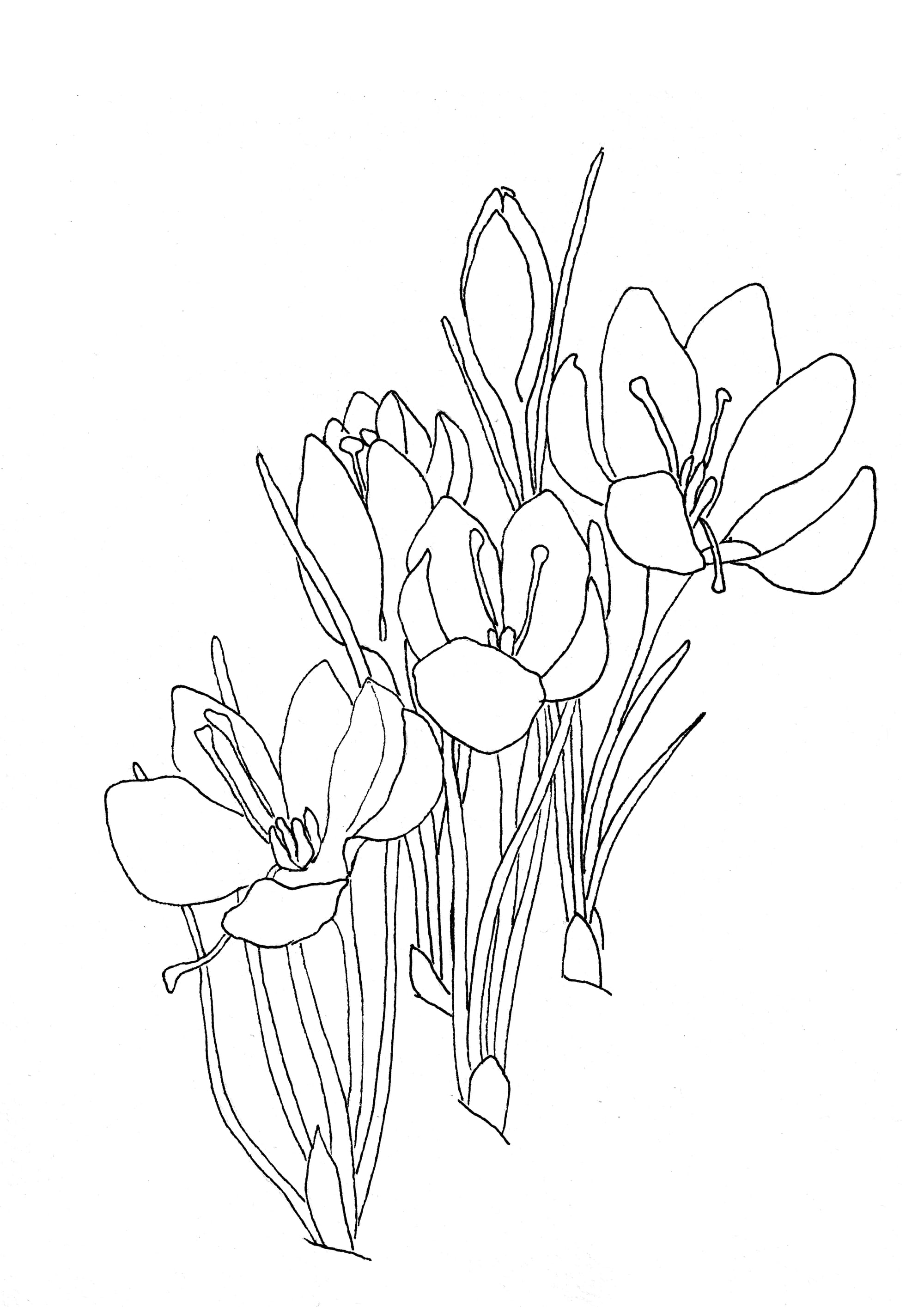 Winterblumen #02 Malvorlage