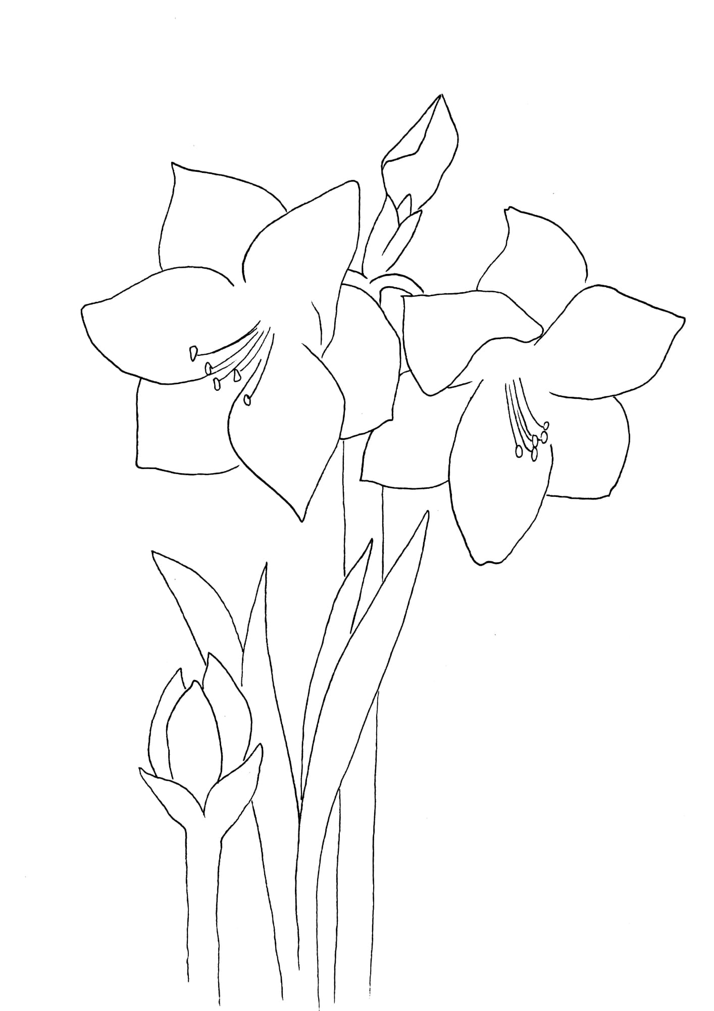 Amaryllis Malvorlage