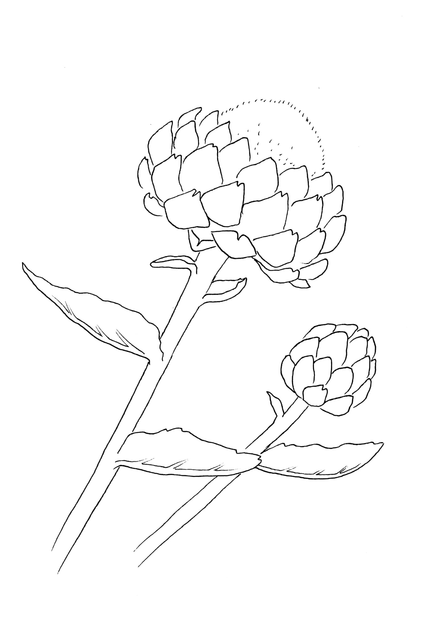 Artischocke Malvorlage