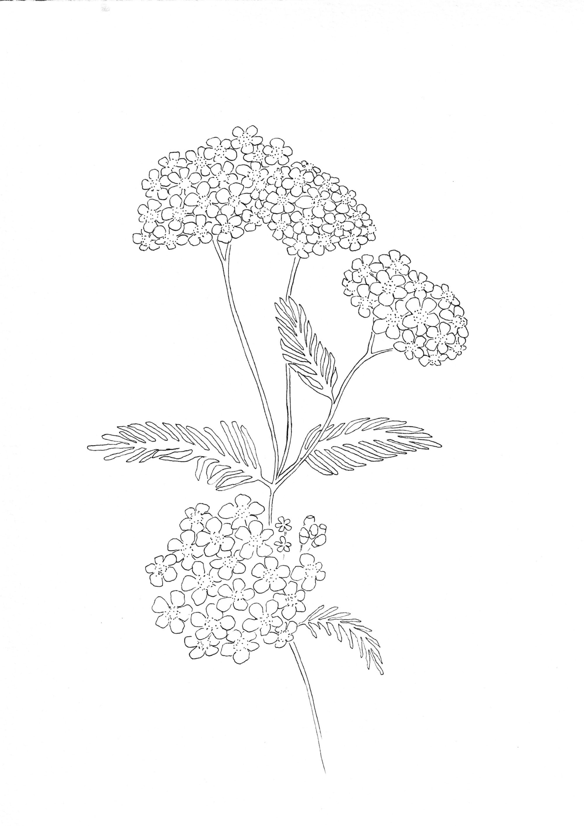 Nature Palette Vol.1 - Achillea millefolium Malvorlage