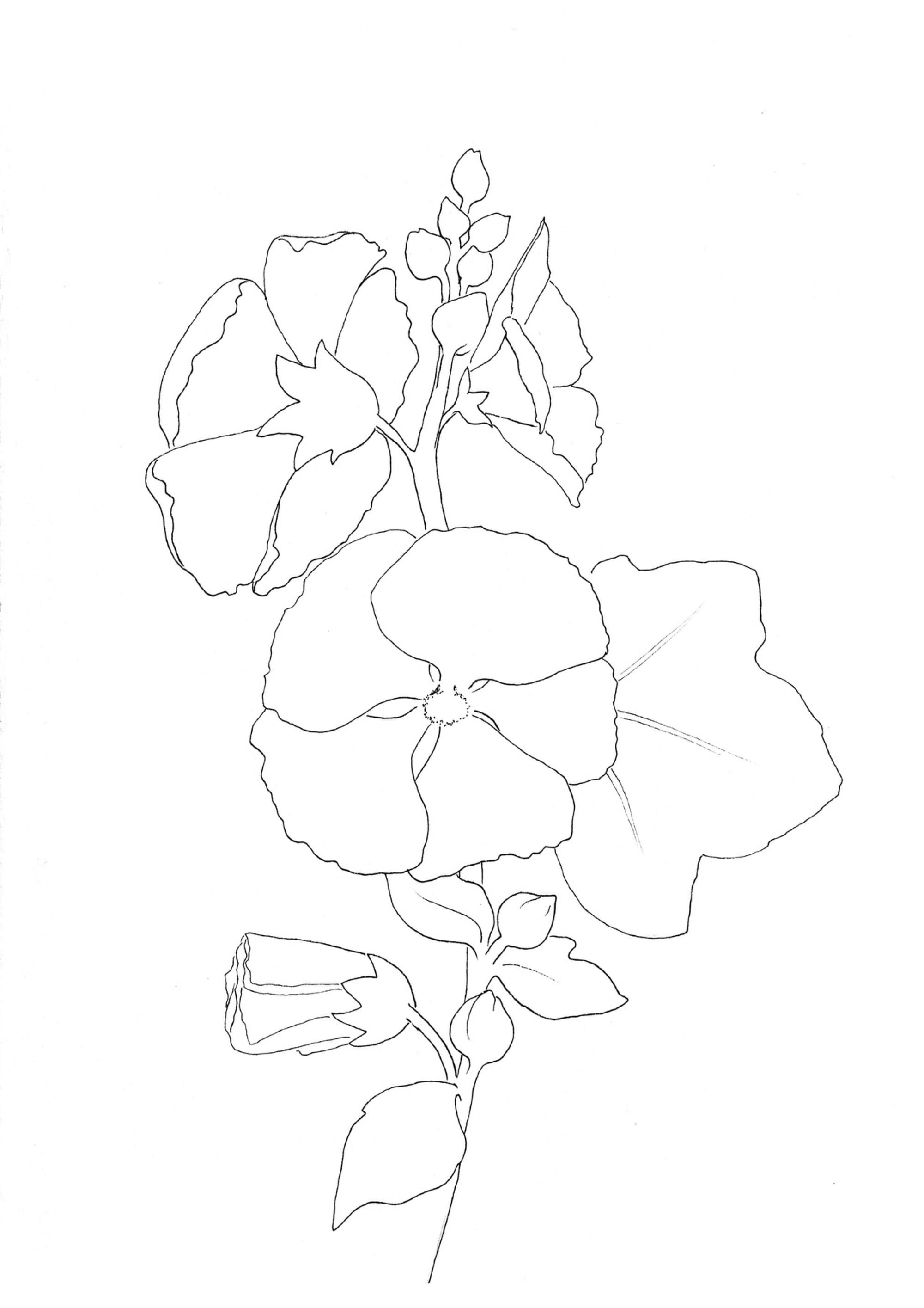 Nature Palette Vol.1 - Alcea rosea Malvorlage