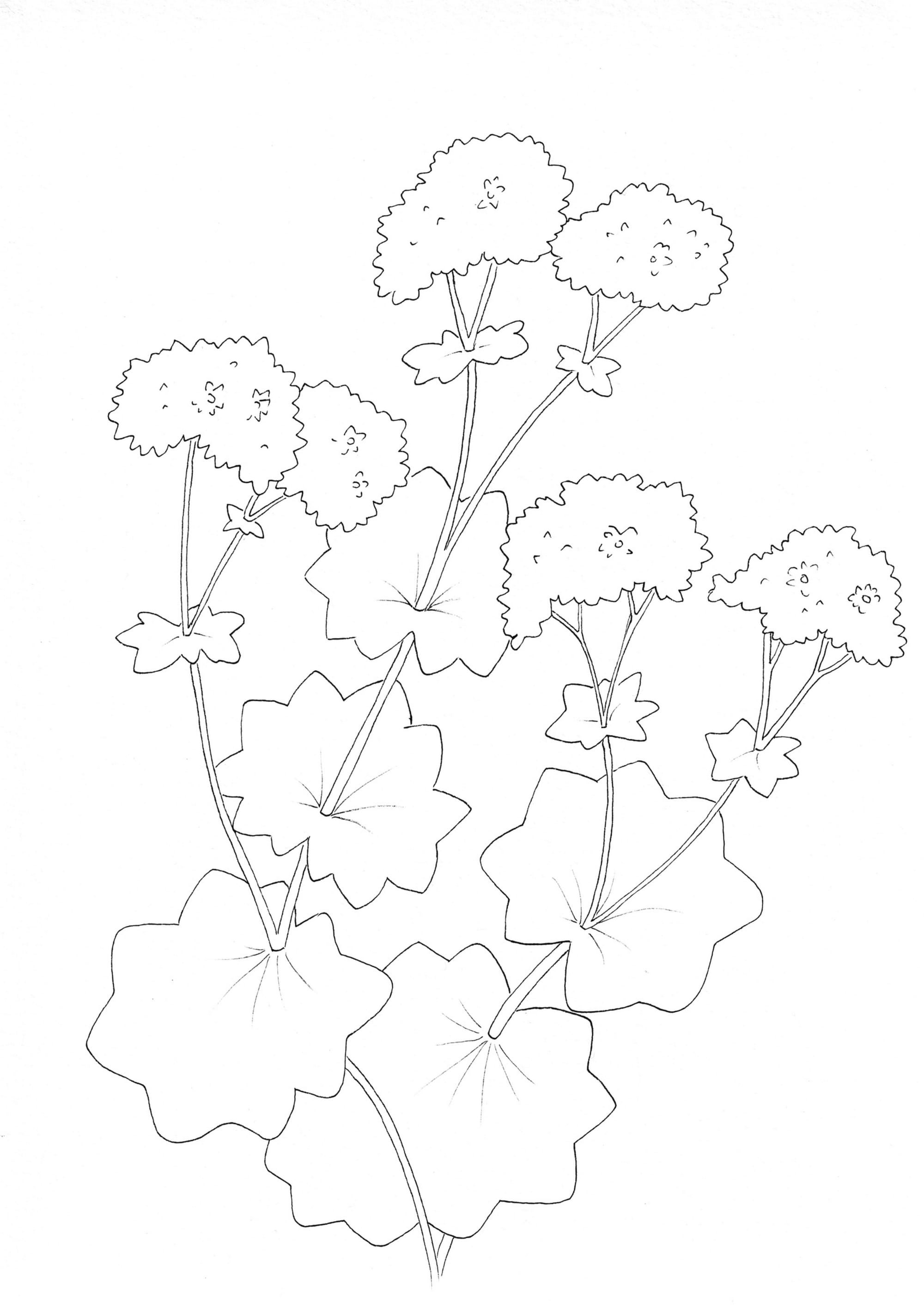 Nature Palette Vol. 1 - Alchemilla mollis Malvorlage