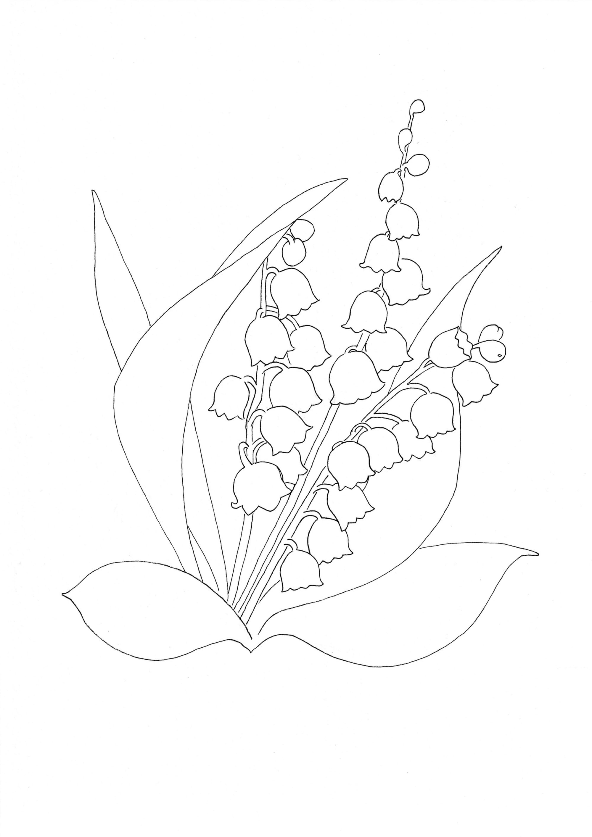 Nature Palette Vol.1 - Convallaria majalis Malvorlage