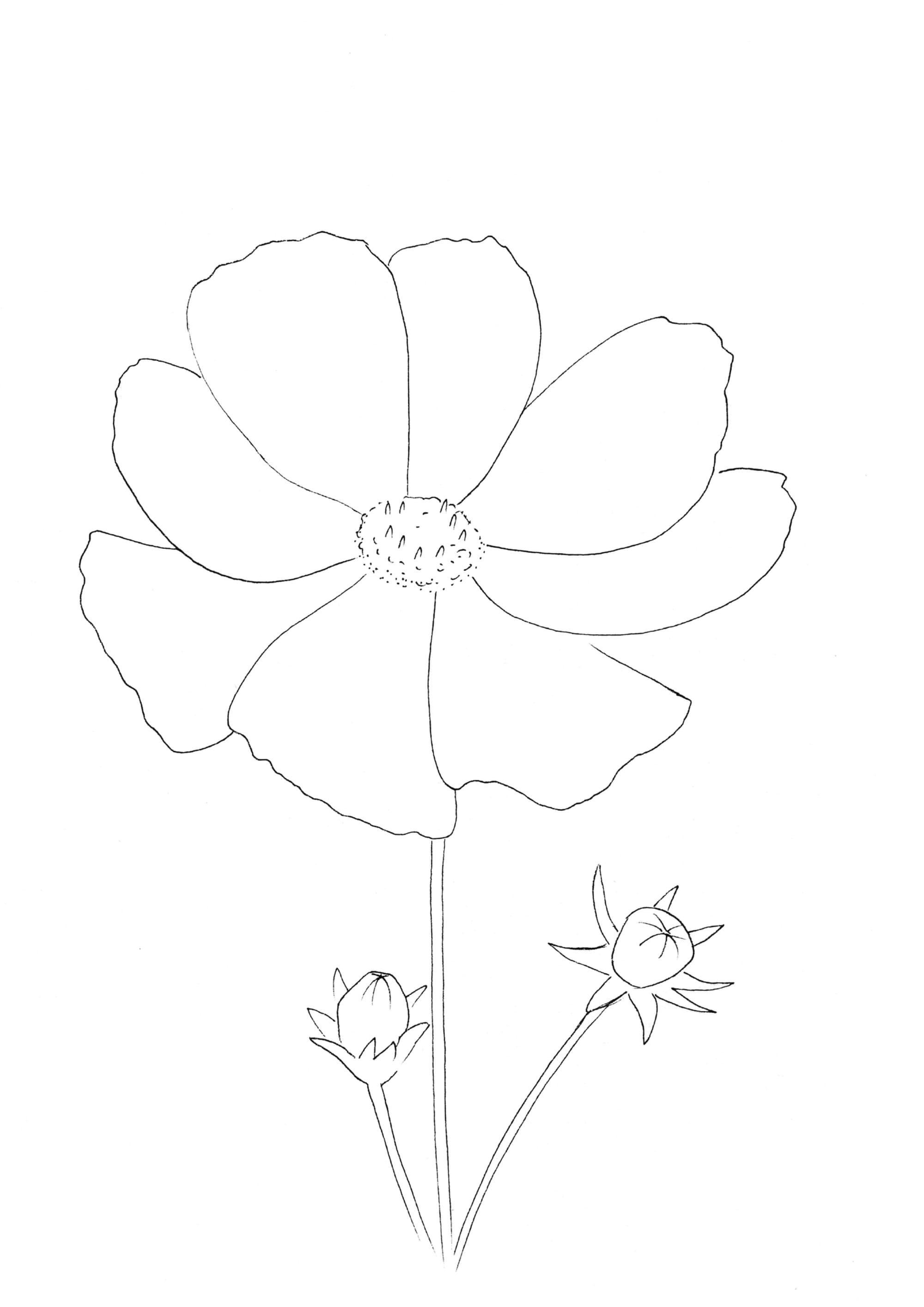 Nature Palette Vol.1 - Cosmos bipinnatus Malvorlage