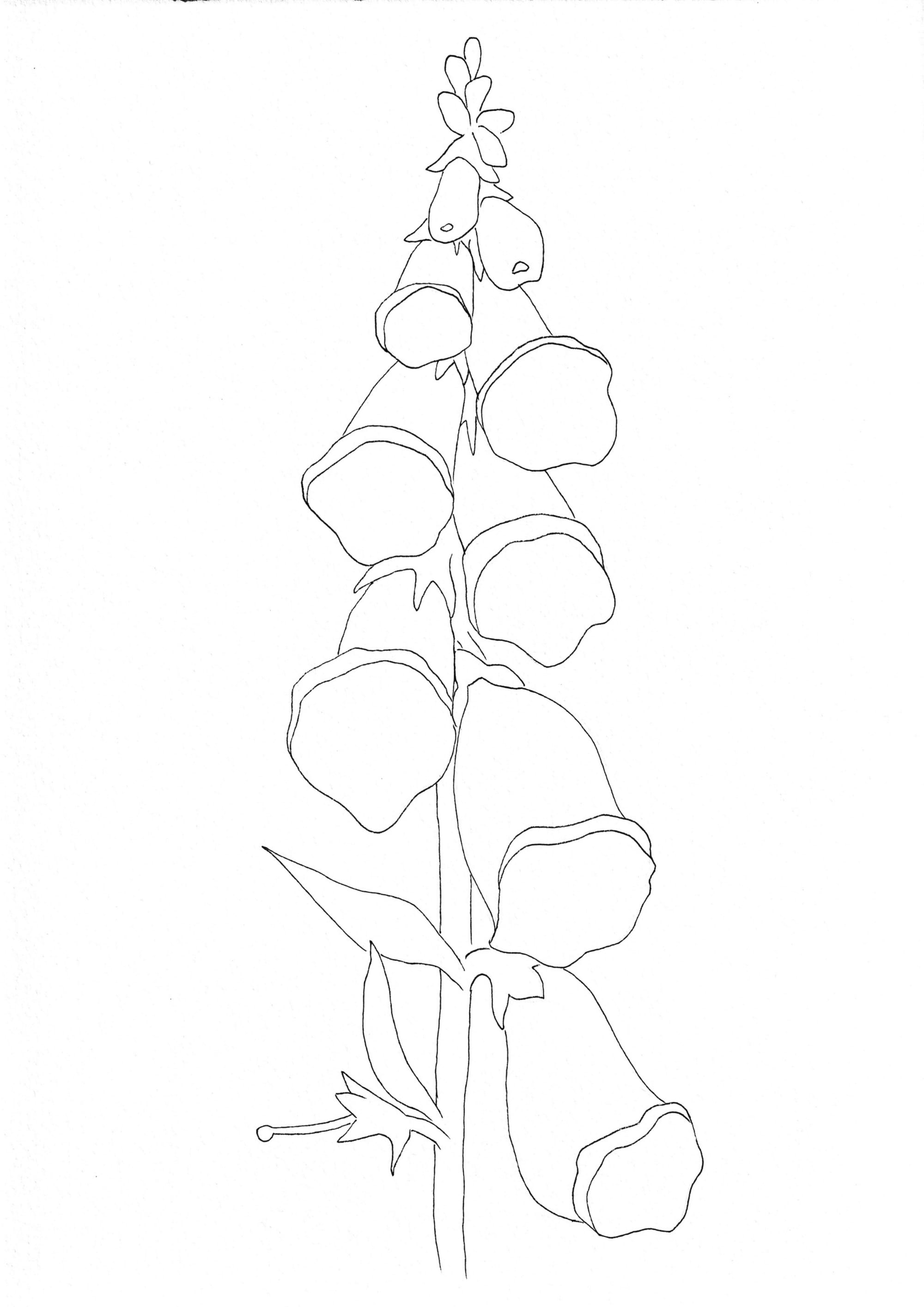 Nature Palette Vol.1 - Digitalis purpurea Malvorlage