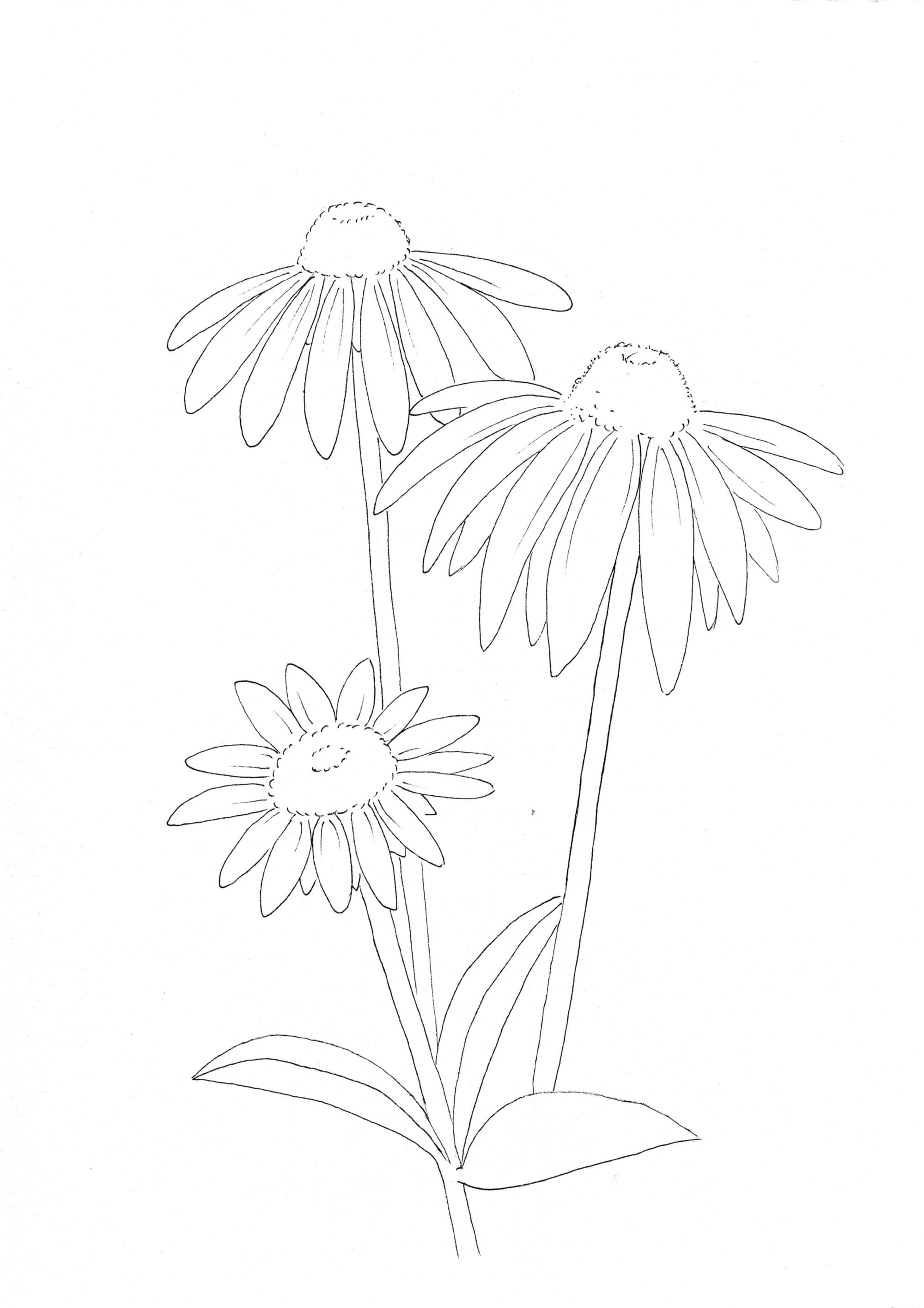 Nature Palette Vol.1 - Echinacea purpurea Malvorlage