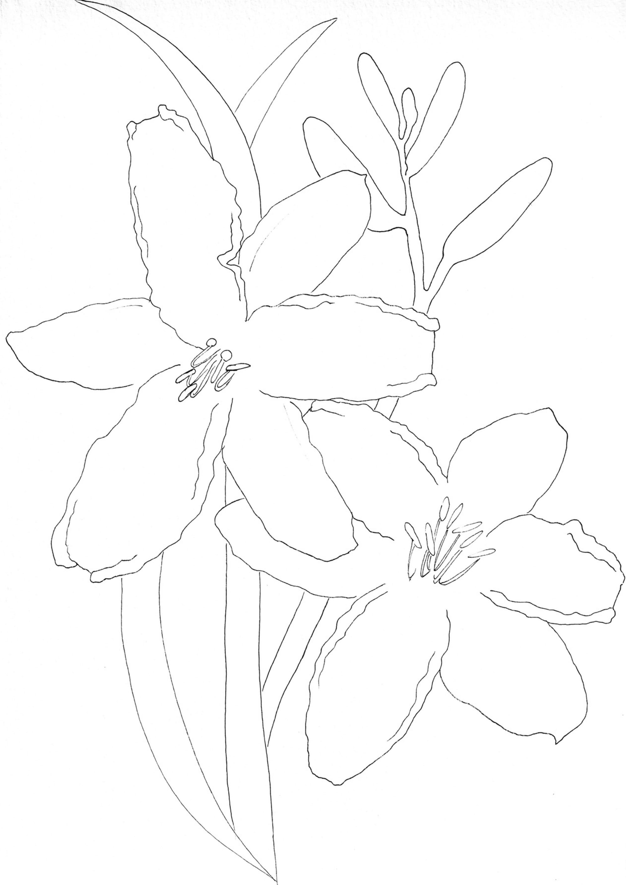 Nature Palette Vol.1 - Hemerocallis fulva Malvorlage