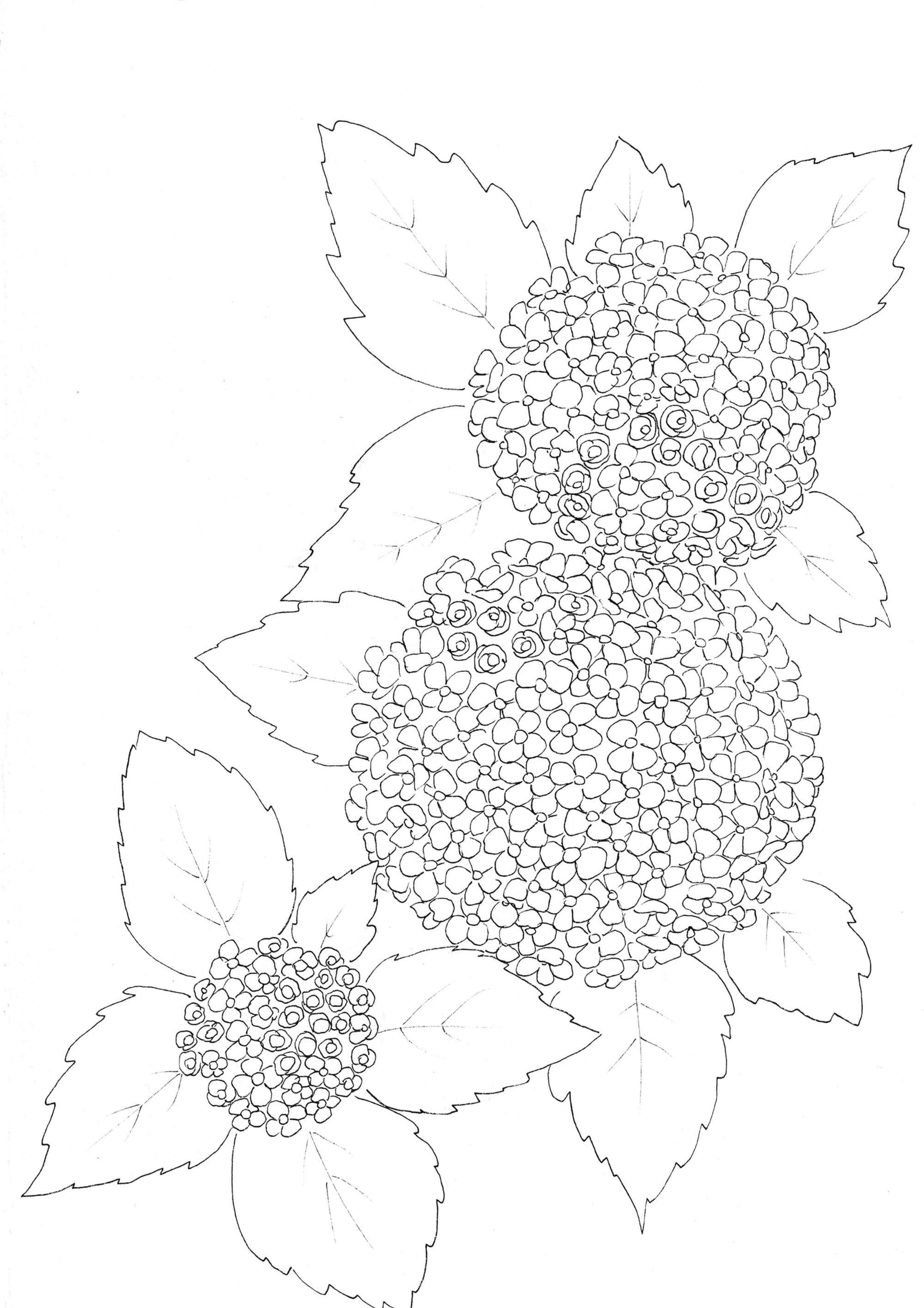 Nature Palette Vol.1 - Hydrangea macrophylla Malvorlage