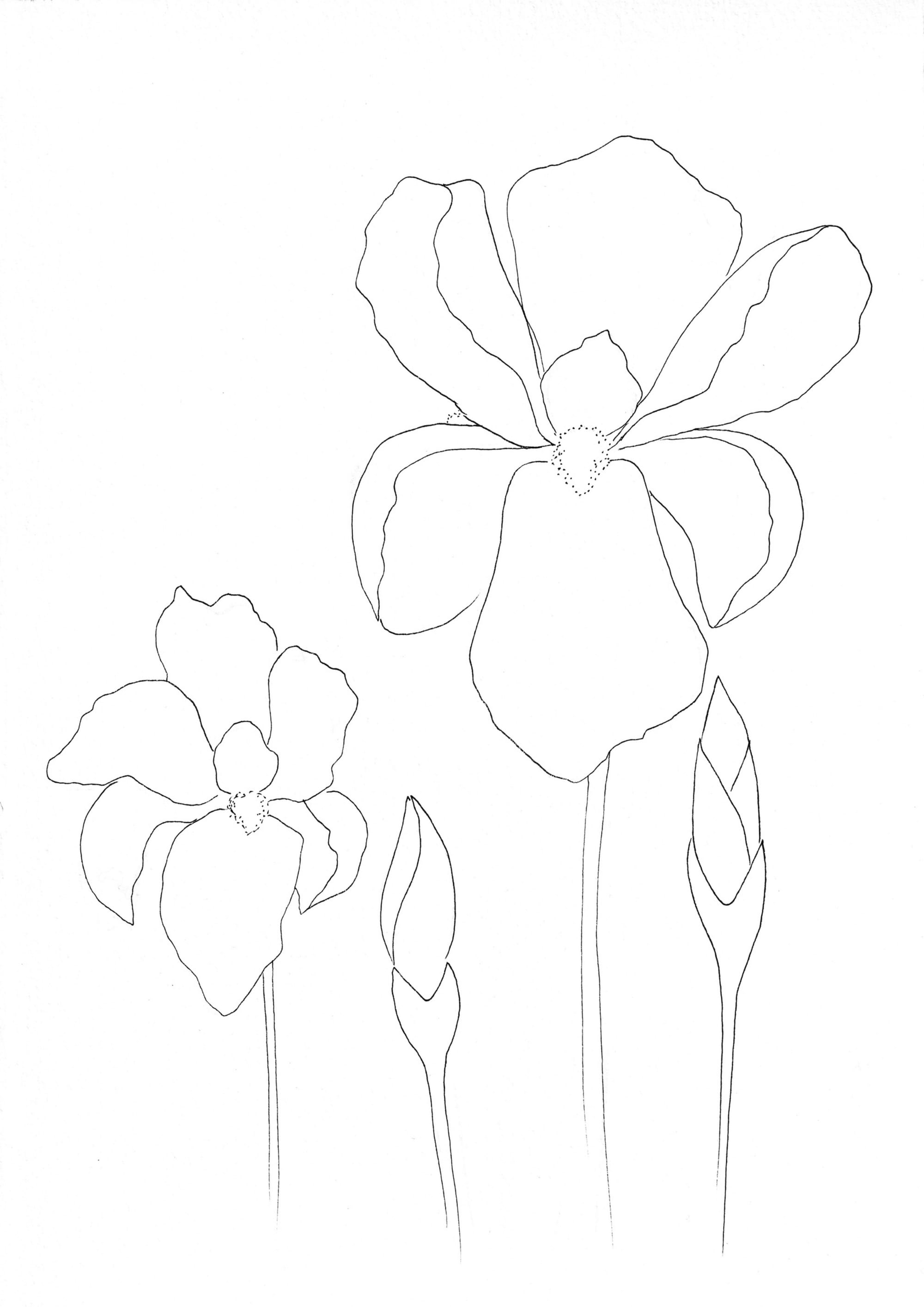 Nature Palette Vol.1 - Iris x germanica Malvorlage