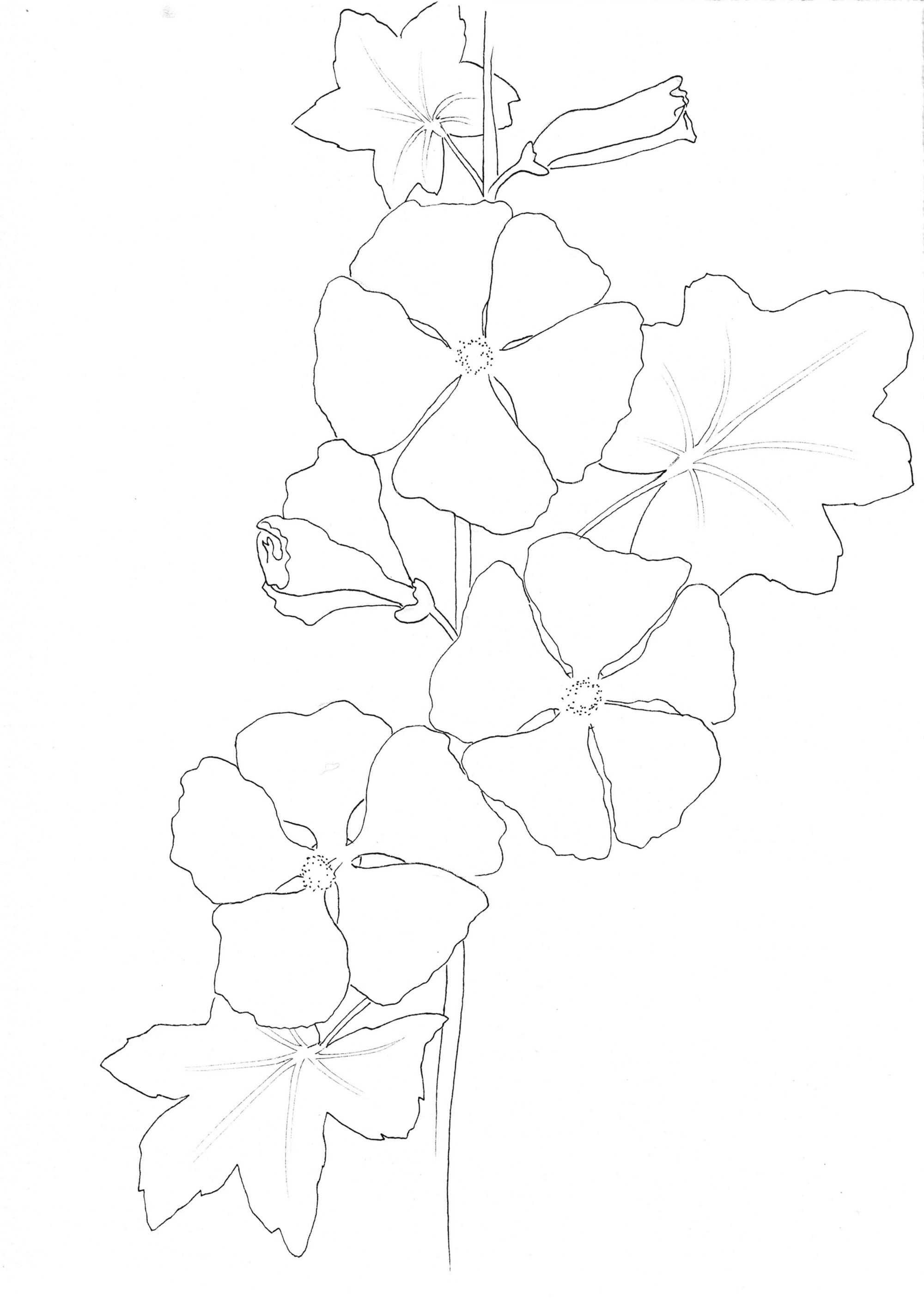 Nature Palette Vol.1 - Malva sylvestris Malvorlage