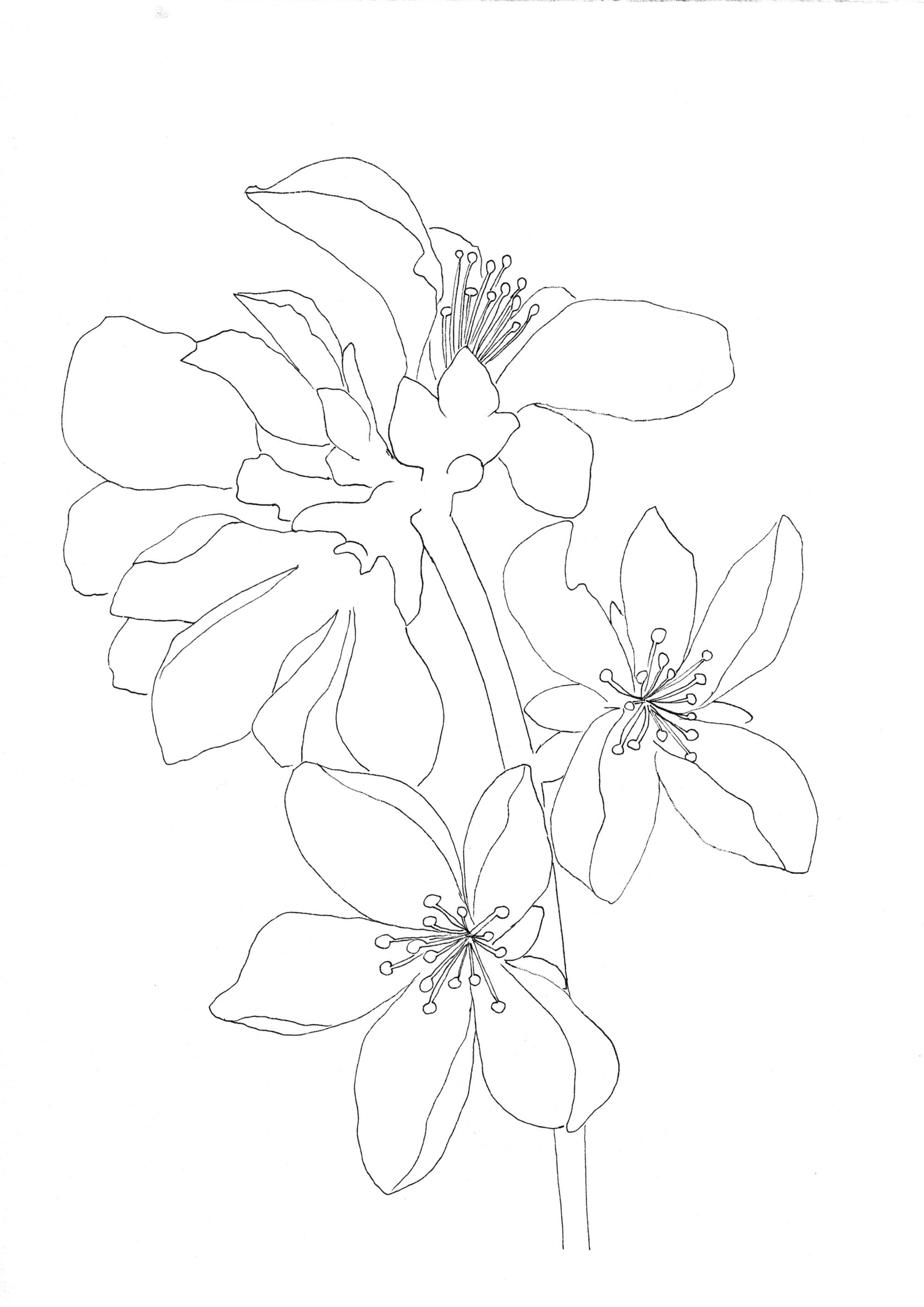 Nature Palette Vol.1 - Prunus persica Malvorlage