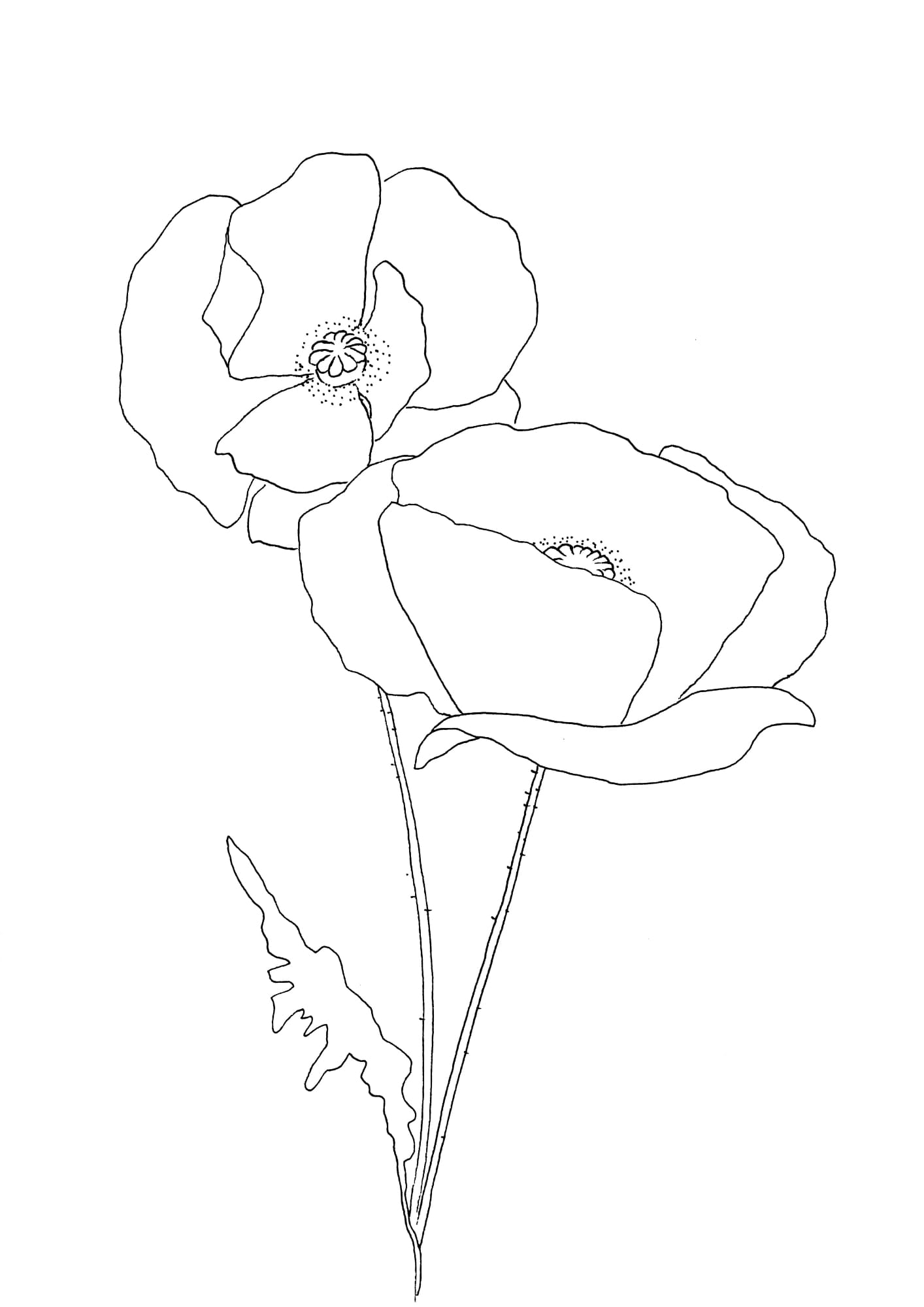 Mohn Malvorlage