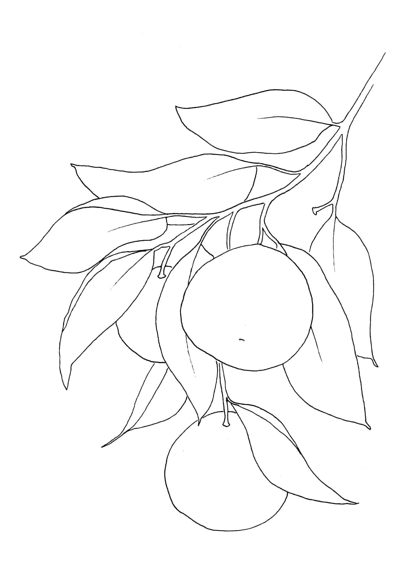 Orangenzweig Malvorlage
