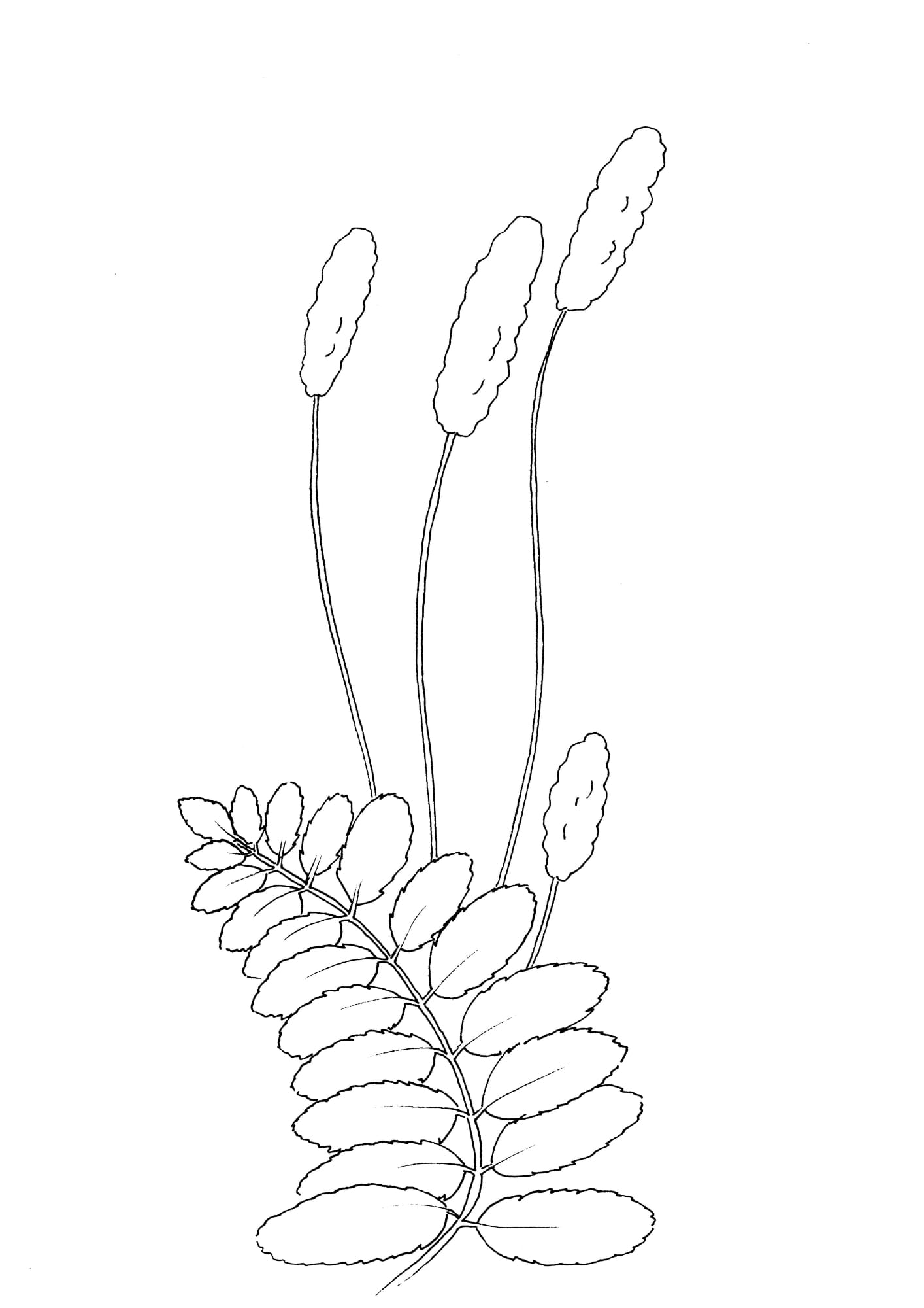 Wiesenknopf Malvorlage