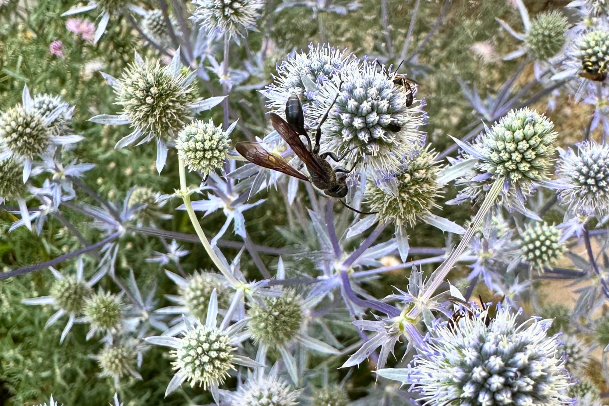 Eine Grabwespe auf den silbrig-blauen Blüten des Mannstreus