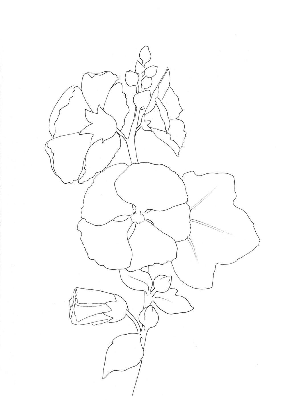 Nature Palette Vol.1 - Alcea rosea