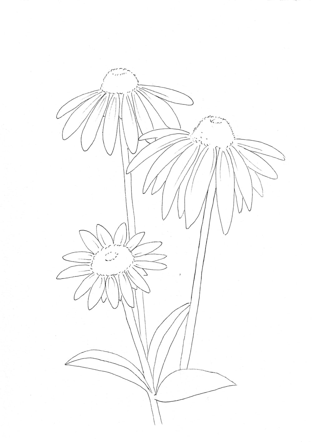 Nature Palette Vol.1 - Echinacea purpurea
