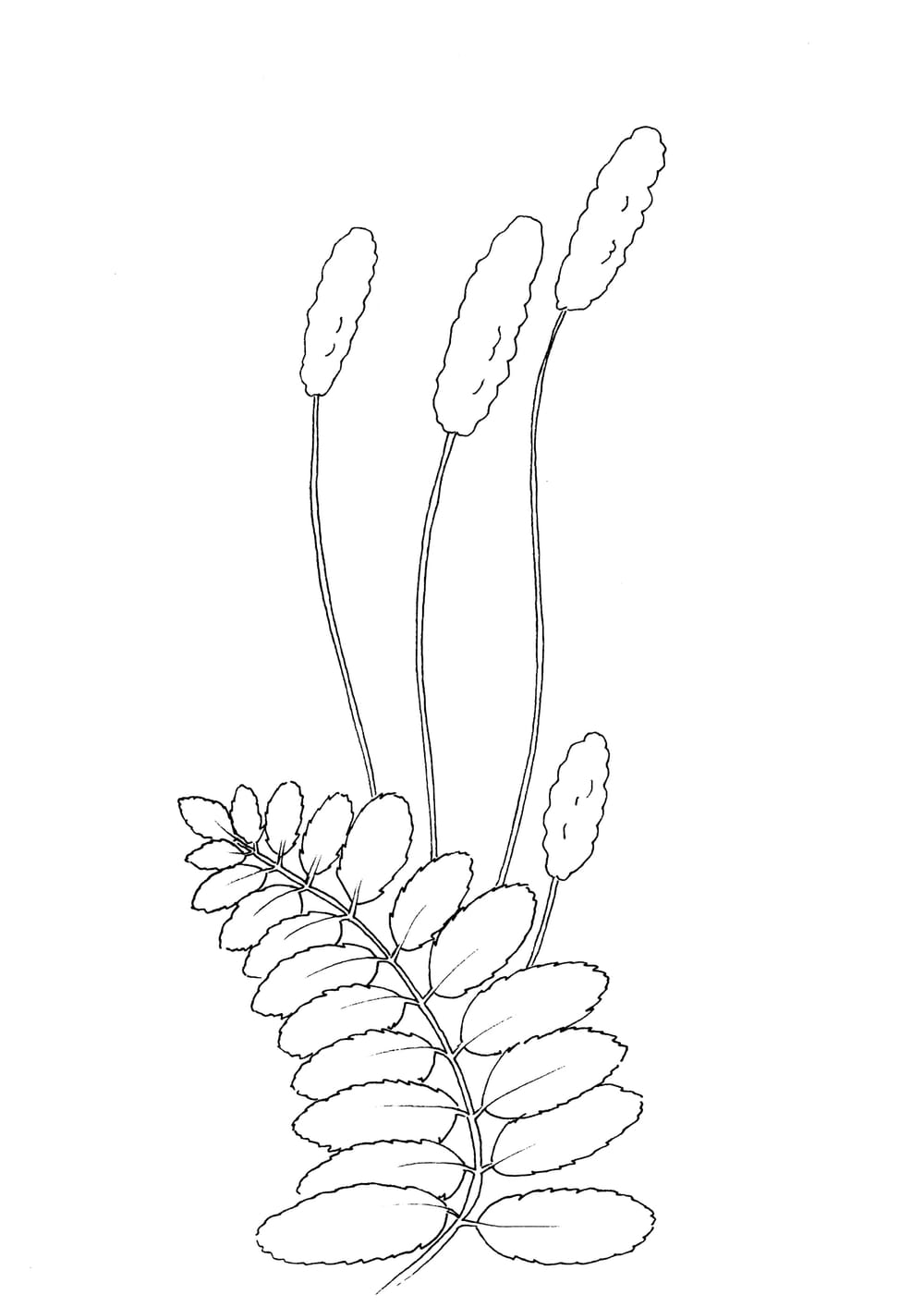 Wiesenknopf