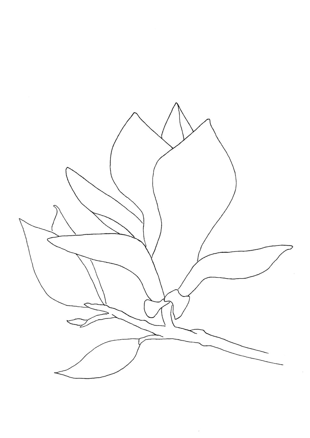 Magnolie