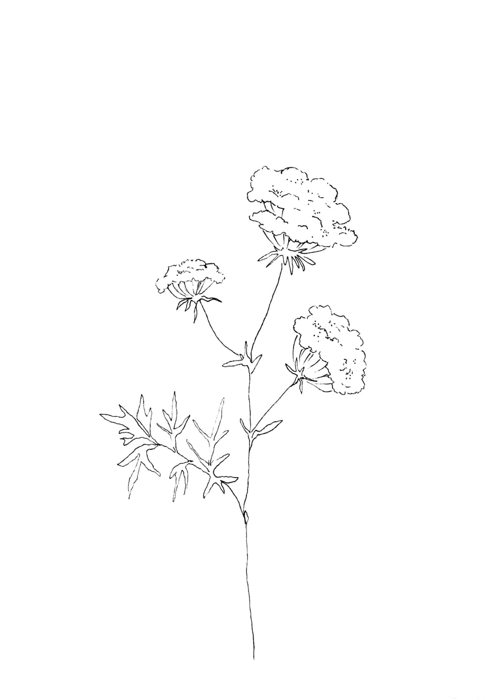 Nature Palette Vol.2 - Daucus carota