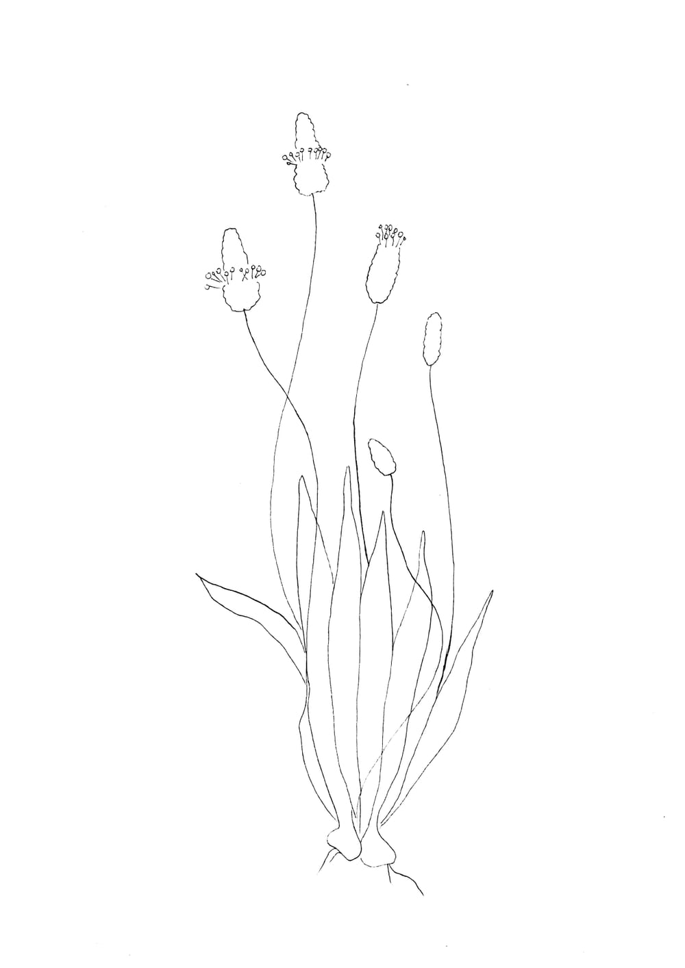 Nature Palette Vol.2 - Plantago lanceolata