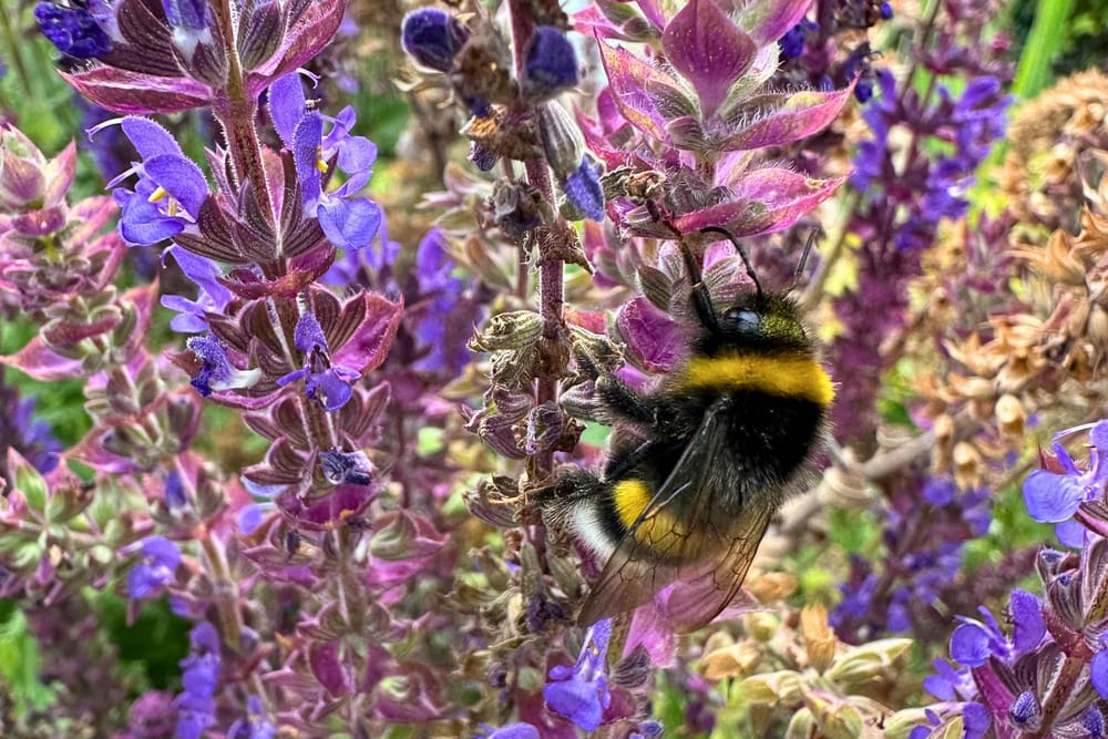 Die freundlichen Wilden – warum ich jetzt die Blumen der Wiese male