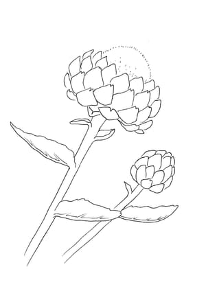 Artischocke Malvorlage