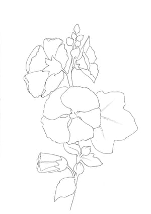 Nature Palette Vol.1 - Alcea rosea Malvorlage