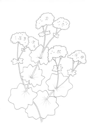 Nature Palette Vol. 1 - Alchemilla mollis Malvorlage