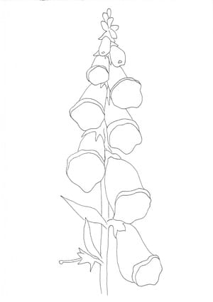Nature Palette Vol.1 - Digitalis purpurea Malvorlage