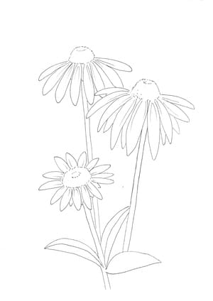 Nature Palette Vol.1 - Echinacea purpurea Malvorlage