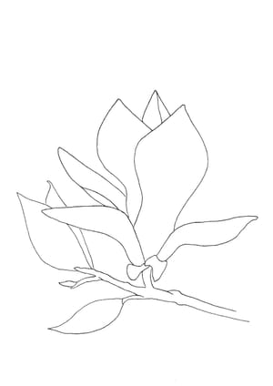 Magnolie Malvorlage