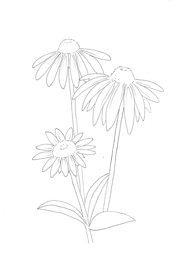 Nature Palette Vol.1 - Echinacea purpurea Malvorlage