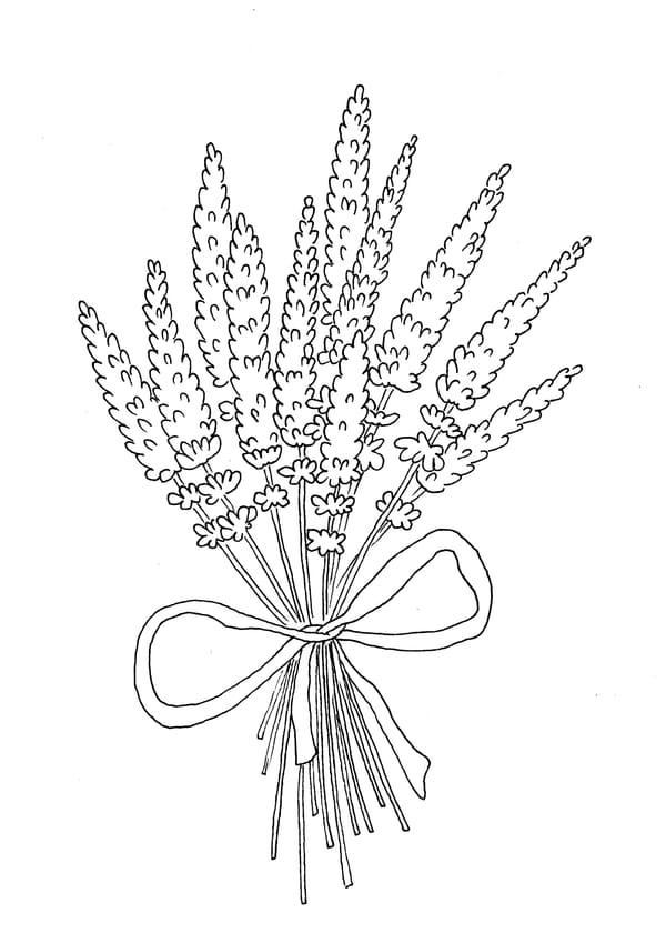 Lavendel Malvorlage