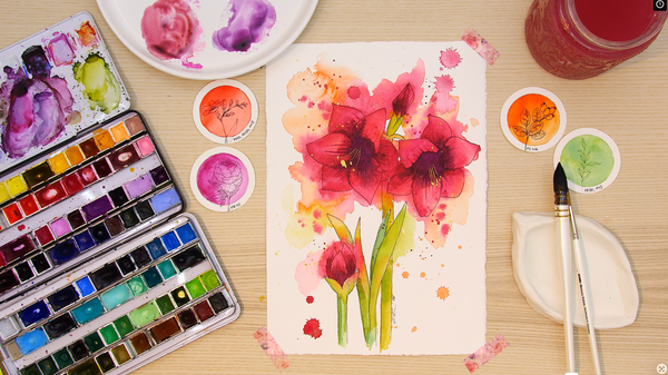 Amaryllis Video