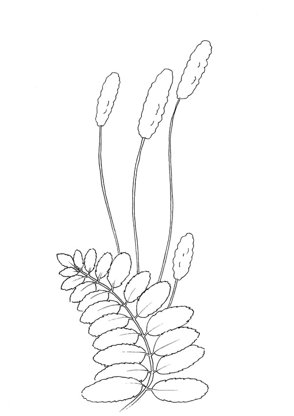 Wiesenknopf Malvorlage