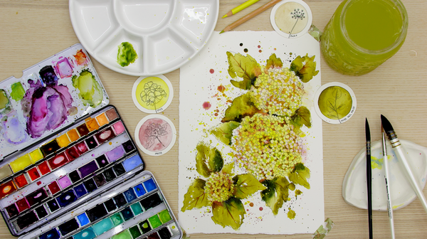 Nature Palette Vol. 1 Hydrangea macrophylla Video