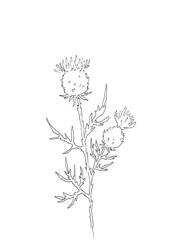 Nature Palette Vol.2 - Cirsium vulgare Malvorlage