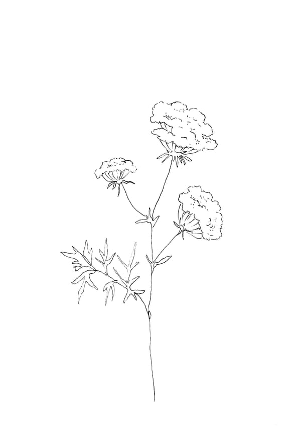 Nature Palette Vol.2 - Daucus carota Malvorlage