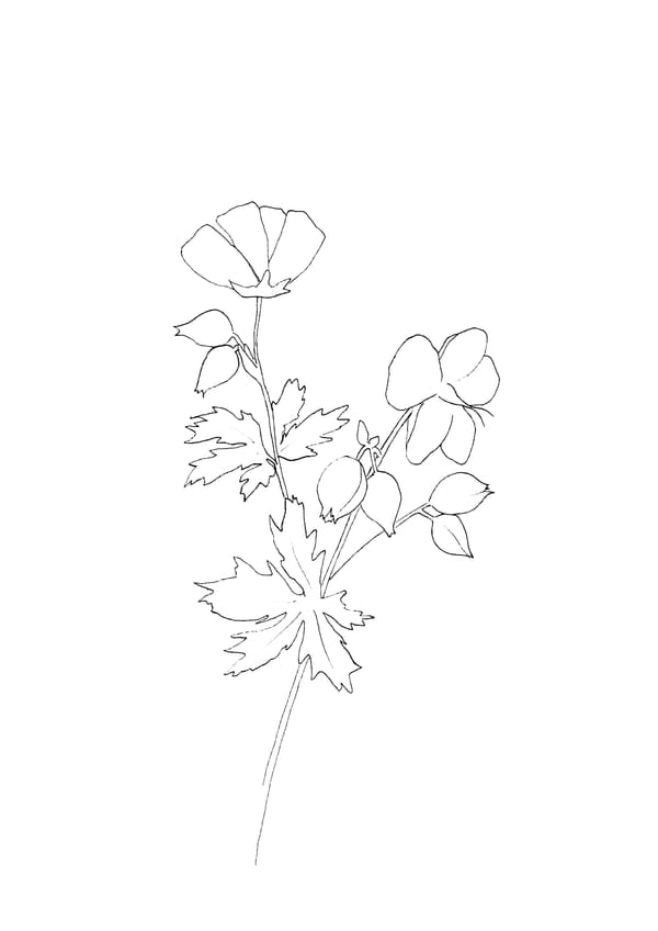 Nature Palette Vol.2 - Geranium pratense Malvorlage
