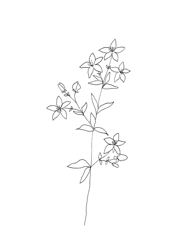 Nature Palette Vol.2 - Hypericum perforatum Malvorlage