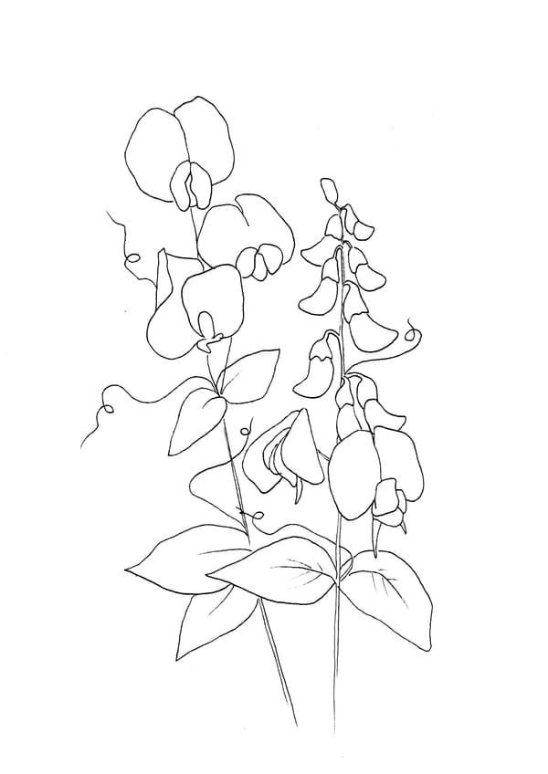 Nature Palette Vol.2 - Lathyrus sylvestris Malvorlage