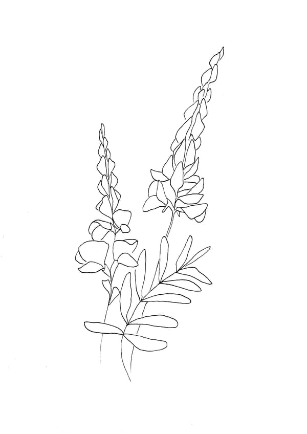 Nature Palette Vol.2 - Onobrychis montana Malvorlage
