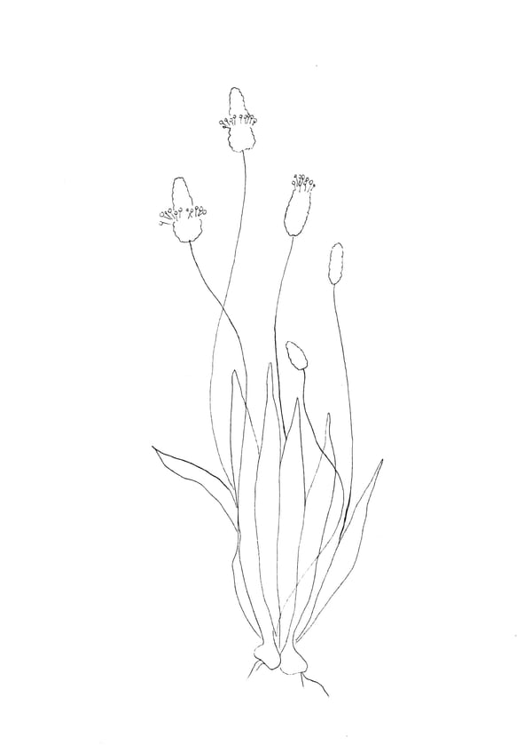 Nature Palette Vol.2 - Plantago lanceolata Malvorlage