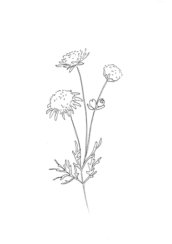 Nature Palette Vol.2 - Scabiosa columbaria Malvorlage