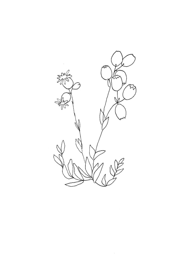 Nature Palette Vol.2 - Silene vulgaris Malvorlage