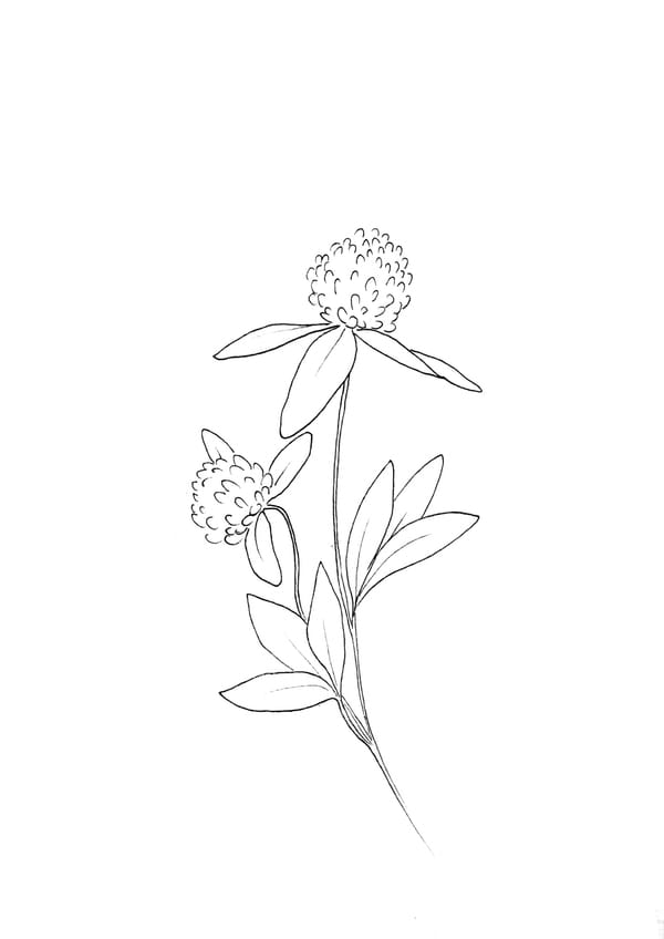 Nature Palette Vol.2 - Trifolium pratense Malvorlage