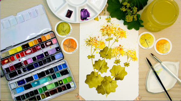 Nature Palette Vol. 1 Alchemilla mollis Video