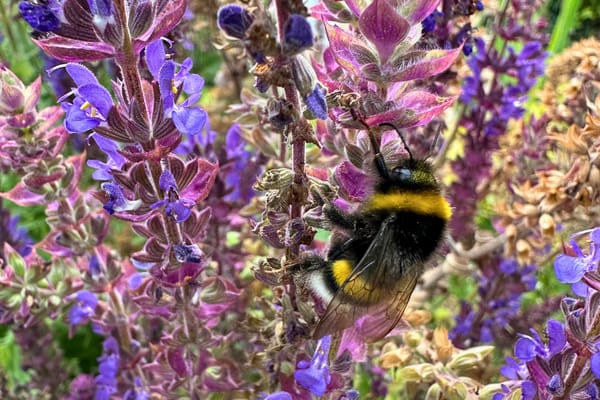 Die freundlichen Wilden – warum ich jetzt die Blumen der Wiese male